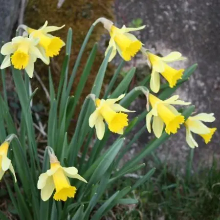 Calme Avec Terrasse Pres De Gerardmer - Fr-1-589-158 شقة لو ثولي