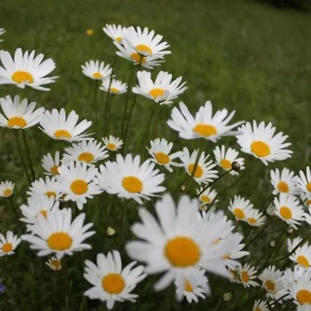 Calme Avec Terrasse Pres De Gerardmer - Fr-1-589-158 شقة *