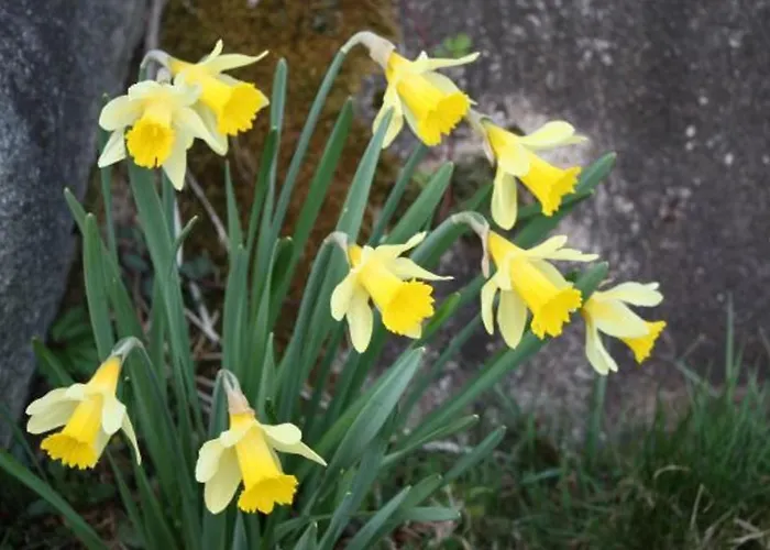 Calme Avec Terrasse Pres De Gerardmer - Fr-1-589-158 Apartmán Le Tholy