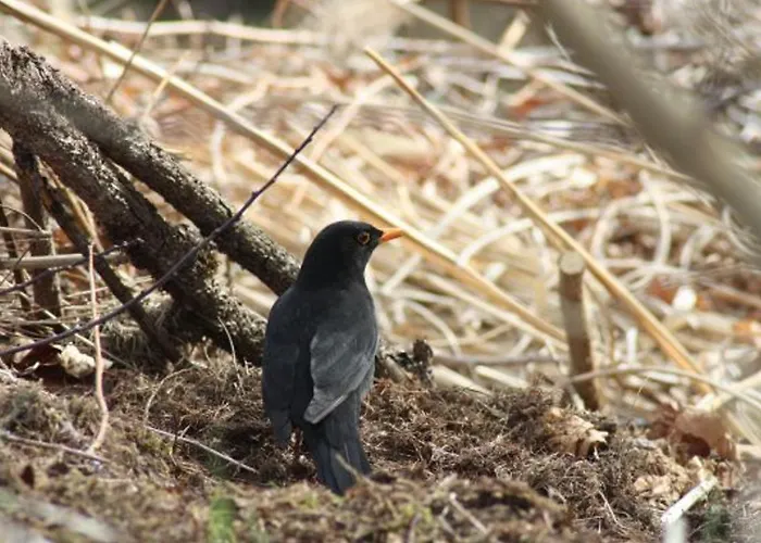 Apartmán Calme Avec Terrasse Pres De Gerardmer - Fr-1-589-158 *